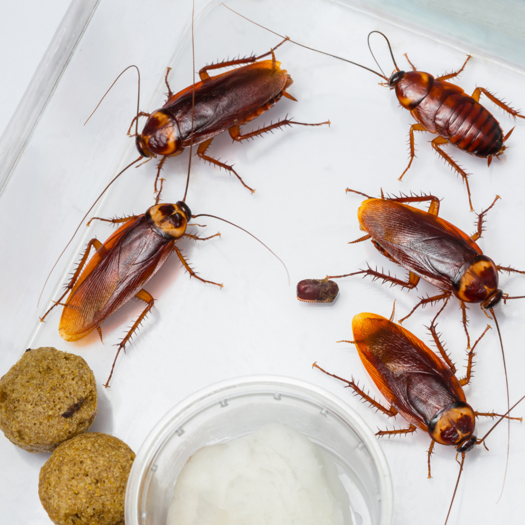 Cockroaches
