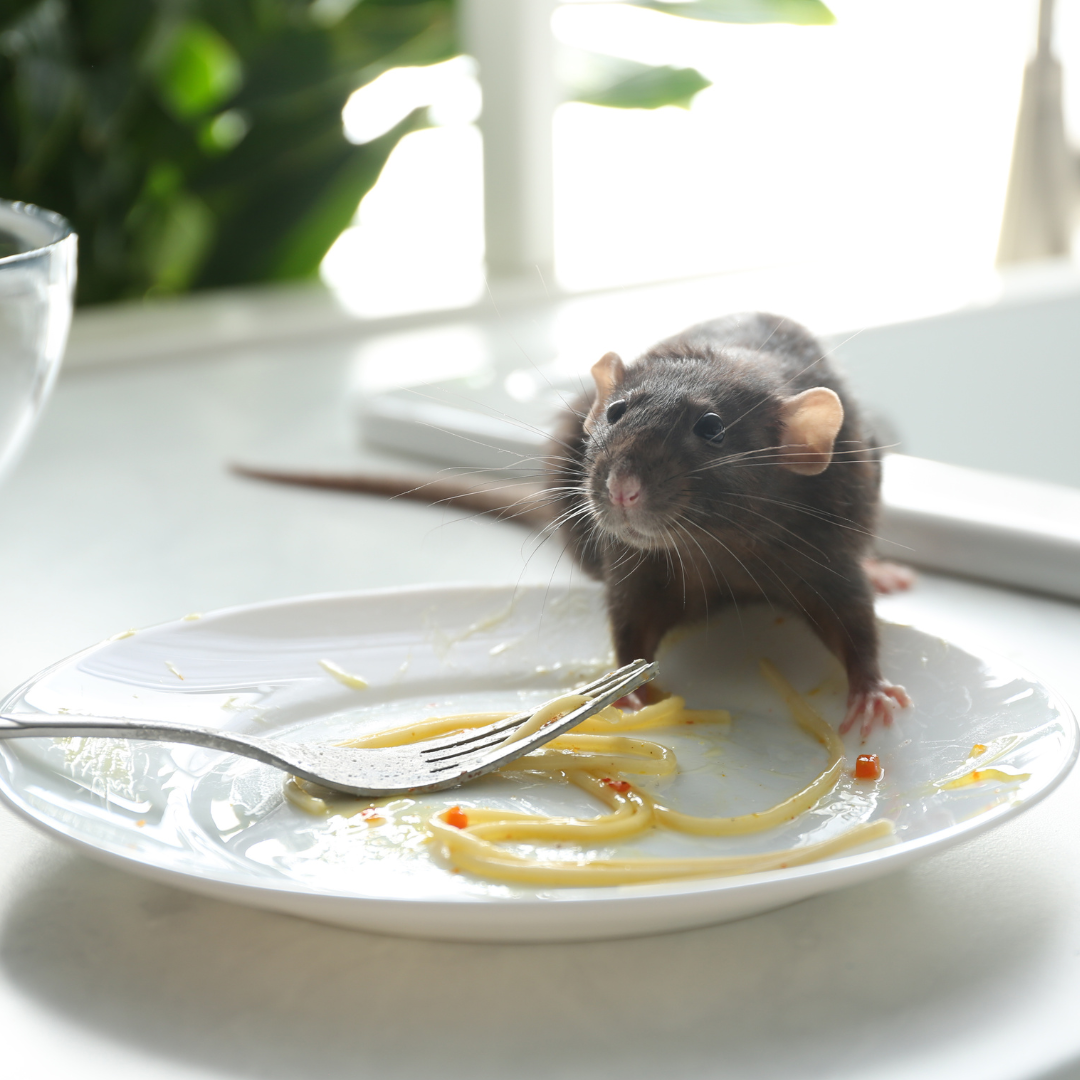 Rat